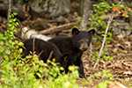 wildlife;bear;bears;black-bear;Ursus-americanus;Sugar-Hill;NH;Cubs;woods;D4s