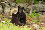 wildlife;bear;bears;black-bear;Ursus-americanus;Sugar-Hill;NH;Cubs;D4s