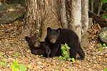 wildlife;bear;bears;black-bear;Ursus-americanus;Sugar-Hill;NH;Cubs;D4s