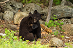 wildlife;bear;bears;black-bear;Ursus-americanus;Sugar-Hill;NH;Cubs;D4s
