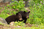 wildlife;bear;bears;black-bear;Ursus-americanus;Sugar-Hill;NH;Cubs;D4s