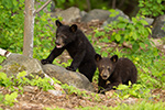 wildlife;bear;bears;black-bear;Ursus-americanus;Sugar-Hill;NH;Cubs;D4s