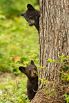 wildlife;bear;bears;black-bear;Ursus-americanus;Sugar-Hill;NH;Cubs;climbing;D4s