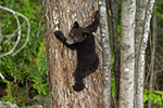 wildlife;bear;bears;black-bear;Ursus-americanus;Sugar-Hill;NH;Cub;climbing;D4s