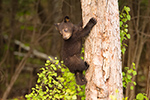 wildlife;bear;bears;black-bear;Ursus-americanus;Sugar-Hill;NH;Cub;climbing;D4s