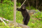 wildlife;bear;bears;black-bear;Ursus-americanus;Sugar-Hill;NH;Cubs;D4s