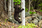 wildlife;bear;bears;black-bear;Ursus-americanus;Sugar-Hill;NH;Cub;climbing;D4s