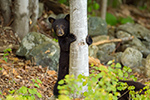 wildlife;bear;bears;black-bear;Ursus-americanus;Sugar-Hill;NH;Cub;climbing;D4s