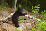 wildlife;bear;bears;black-bear;Ursus-americanus;Sugar-Hill;NH;Cub;birch;D4s