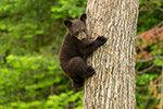 wildlife;bear;bears;black-bear;Ursus-americanus;Sugar-Hill;NH;Cub;climbing;D4s