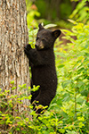 wildlife;bear;bears;black-bear;Ursus-americanus;Sugar-Hill;NH;Cub;climbing;D4s