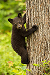 wildlife;bear;bears;black-bear;Ursus-americanus;Sugar-Hill;NH;Cub;climbing;D4s