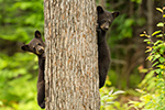 wildlife;bear;bears;black-bear;Ursus-americanus;Sugar-Hill;NH;Cubs;climbing;tree;D4s