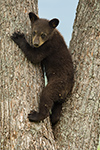 wildlife;bear;bears;black-bear;Ursus-americanus;Sugar-Hill;NH;Cub;climbing;D4s