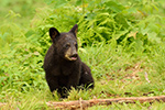 wildlife;bear;bears;black-bear;Ursus-americanus;Sugar-Hill;NH;Cub;D4s