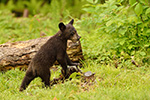 wildlife;bear;bears;black-bear;Ursus-americanus;Sugar-Hill;NH;Cubs;D4s