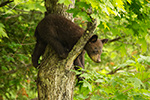 wildlife;bear;bears;black-bear;Ursus-americanus;Sugar-Hill;NH;Cub;climbing;D4s