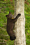 wildlife;bear;bears;black-bear;Ursus-americanus;Sugar-Hill;NH;Cub;climbing;D4s