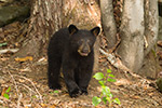 wildlife;bear;bears;black-bear;Ursus-americanus;Sugar-Hill;NH;Cub;tree;D4s
