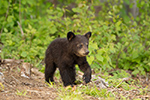 wildlife;bear;bears;black-bear;Ursus-americanus;Sugar-Hill;NH;Cub;D4s