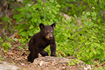 wildlife;bear;bears;black-bear;Ursus-americanus;Sugar-Hill;NH;Cub;D4s