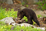 wildlife;bear;bears;black-bear;Ursus-americanus;Sugar-Hill;NH;Cubs;cub;D4s