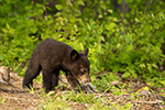 wildlife;bear;bears;black-bear;Ursus-americanus;Sugar-Hill;NH;Cub;D4s