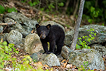 wildlife;bear;bears;black-bear;Ursus-americanus;Sugar-Hill;NH;Cub;rocks;D4s