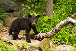 wildlife;bear;bears;black-bear;Ursus-americanus;Sugar-Hill;NH;Cub;D4s