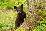 wildlife;bear;bears;black-bear;Ursus-americanus;Sugar-Hill;NH;Cubs;D4s