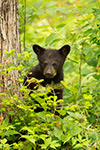 wildlife;bear;bears;black-bear;Ursus-americanus;Sugar-Hill;NH;Cub;D4s