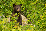 wildlife;bear;bears;black-bear;Ursus-americanus;Sugar-Hill;NH;Cub;Leaves;D4s