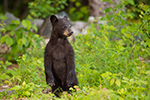 wildlife;bear;bears;black-bear;Ursus-americanus;Sugar-Hill;NH;Cub;standing;D4s