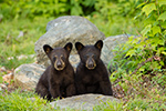 wildlife;bear;bears;black-bear;Ursus-americanus;Sugar-Hill;NH;Cubs;D4s