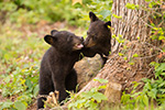 wildlife;bear;bears;black-bear;Ursus-americanus;Sugar-Hill;NH;Cubs;D4s