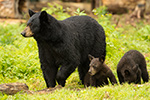 wildlife;bear;bears;black-bear;Ursus-americanus;Sugar-Hill;NH;Cub;grass;D4s