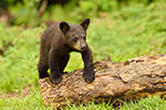 wildlife;bear;bears;black-bear;Ursus-americanus;Sugar-Hill;NH;Cub;climbing;log;D4s