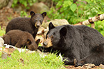 wildlife;bear;bears;black-bear;Ursus-americanus;Sugar-Hill;NH;Cub;rocks;D4s