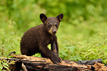 wildlife;bear;bears;black-bear;Ursus-americanus;Sugar-Hill;NH;Cub;burnt;D4s