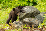 wildlife;bear;bears;black-bear;Ursus-americanus;Sugar-Hill;NH;Cub;climbing;D4s