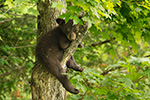 wildlife;bear;bears;black-bear;Ursus-americanus;Sugar-Hill;NH;Cub;tree;sleeping;D4s