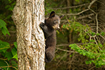 wildlife;bear;bears;black-bear;Ursus-americanus;Sugar-Hill;NH;Cub;climbing;D4s