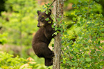 wildlife;bear;bears;black-bear;Ursus-americanus;Sugar-Hill;NH;Cub;tree;climbing;D4s