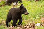 wildlife;bear;bears;black-bear;Ursus-americanus;Sugar-Hill;NH;Cub;D4s