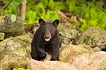 wildlife;bear;bears;black-bear;Ursus-americanus;Sugar-Hill;NH;Cub;D4s