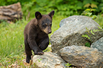 wildlife;bear;bears;black-bear;Ursus-americanus;Sugar-Hill;NH;Cubs;D4s