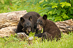 wildlife;bear;bears;black-bear;Ursus-americanus;Sugar-Hill;NH;Cubs;D4s