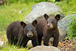 wildlife;bear;bears;black-bear;Ursus-americanus;Sugar-Hill;NH;Cubs;D4s