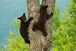 wildlife;bear;bears;black-bear;Ursus-americanus;Sugar-Hill;NH;Cubs;climbing;D4s