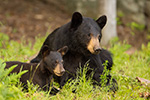 wildlife;bear;bears;black-bear;Ursus-americanus;Sugar-Hill;NH;Cub;rocks;D4s